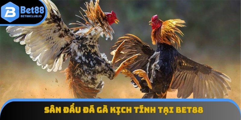Sân đấu đá gà kịch tính tại BET88