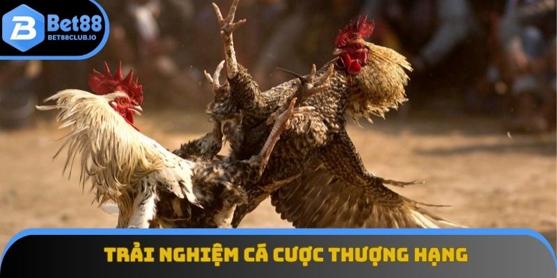 Trải nghiệm cá cược thượng hạng và đẳng cấp tại BET88