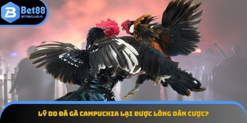 Đá gà Campuchia được giới mộ điệu cá cược đặc biệt ưa chuộng