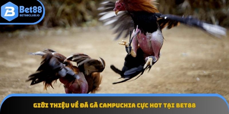 Trải nghiệm kịch tính với đá gà Campuchia