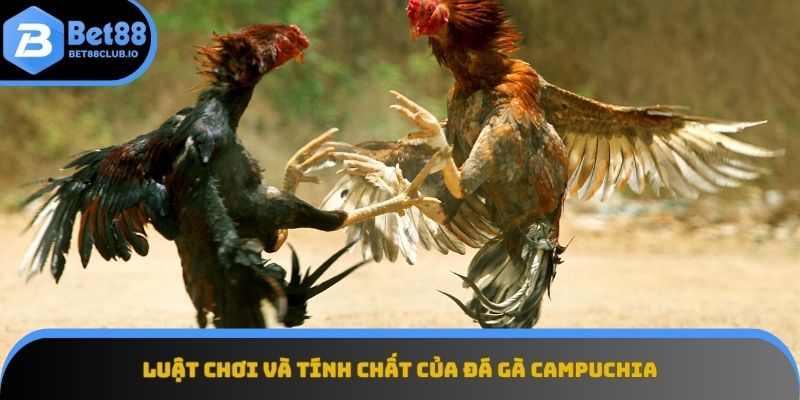 Hiểu rõ luật chơi để nắm bắt tính chất độc đáo của đá gà Campuchia