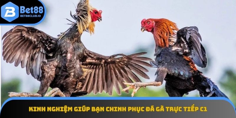 Những bí quyết thành công khi tham gia Đá gà trực tiếp C1