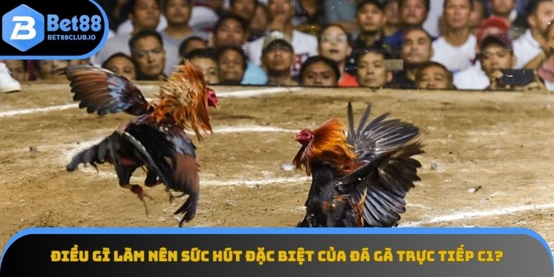 Sức hút đặc biệt của đá gà trực tiếp C