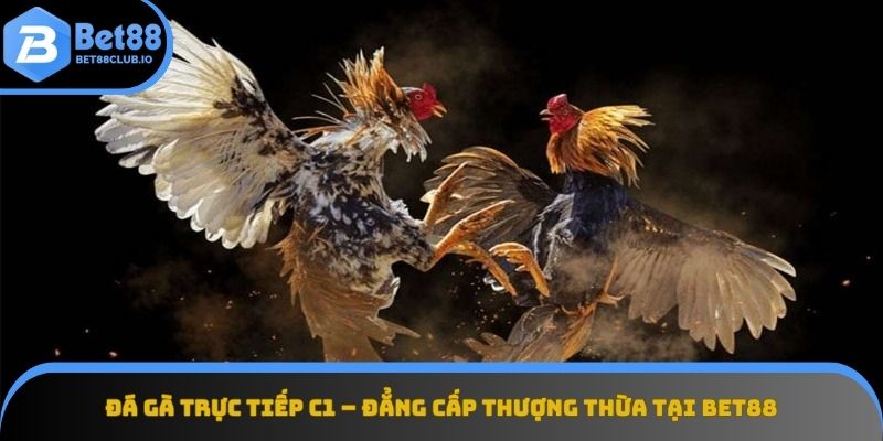 Đá gà trực tiếp C1